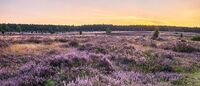Südheide und Vogelpark Walsrode Md8KEHcE.jpg